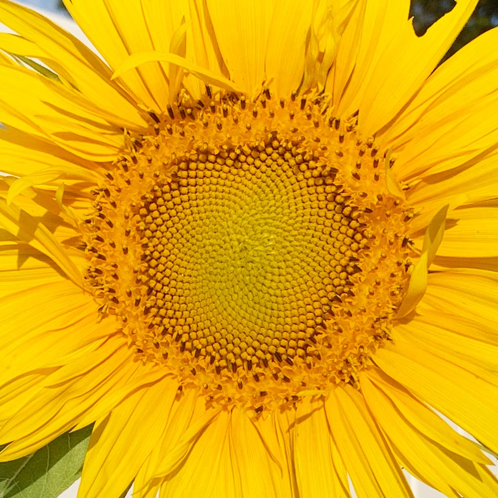 A close-up image of a yellow sunflower radiating from the center of the composition.